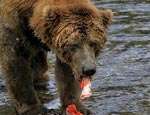 Прикамский медведь. Фото: НР