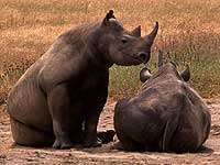 Носороги. Фото с сайта http://www.sunplanet.ru