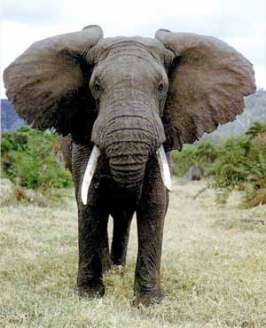 Индийский слон. Фото с сайта http://www.floranimal.ru