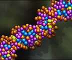 ДНК. Фото с сайта http://www.kommentator.ru