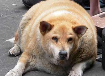 Толстая собака. Фото с сайта nitespyder.com