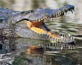 Австралийский крокодил. Фото с сайта  top.rbc.ru