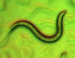 Паразитический червь. Фото с сайта www.rususa.com