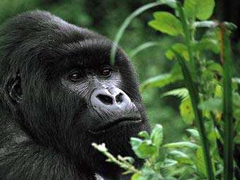 Горная горилла. Фото с сайта wildlifepictures.org