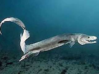 Плащеносная акула (Chlamydoselachus anguineus). Фото vn.ua