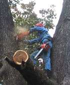 Вырубка деревьев. Фото с сайта www.landimprovement.ru