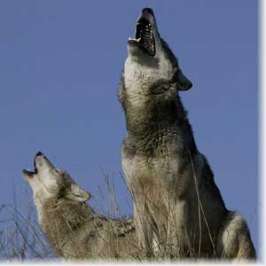 Украинские волки. Фото с сайта www.canislupus.ru
