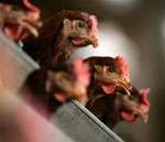 В Японии обнаружен птичий грипп. Фото с сайта pravda.ru