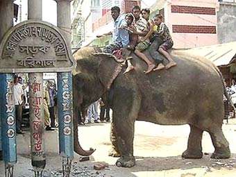 Бангладешский цирковой слон. Фото AFP