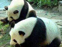 Порнофильмы не помогли пандам размножаться. Фото:chiangmai-mail.com