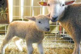 Овцы смогли забеременеть после реплантации матки