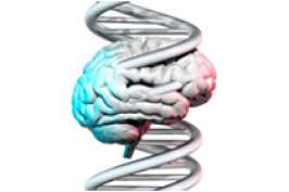 Генетическая мутация улучшает память
