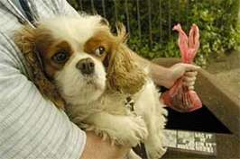 Голландцы решили проблему собачьих экскрементов. Фото MIGnews.com
