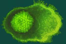 Герпесвирусы защищают от бактериальных инфекций