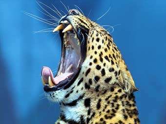 Леопард. Фото с сайта thebigcats.com