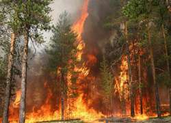 В Забайкалье потушены все лесные пожары. KMnews