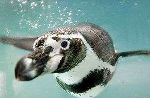 Пингвин Гумбольдта. Фото AFP. 