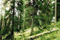 Законодателям указали на недостатки Лесного Кодекса