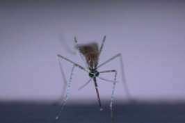В Латинской Америке свирепствует лихорадка денге