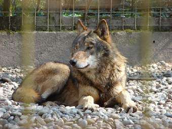  	
Восточный лесной волк. Фото с сайта wikimedia.org
