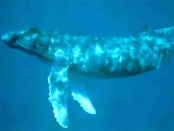 Горбатый кит. Фото с сайта noaa.gov