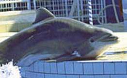 Дельфин напал на посетителей дельфинария на Антильских островах