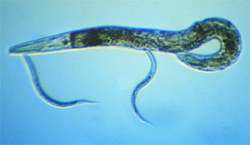 Нематода Caenorhabditis elegans. Фото с сайта www.apsnet.org