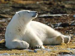 Белый медведь. Фото: АМИ-ТАСС