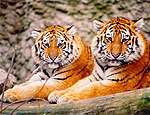 Амурские тигры в одесском зоопарке. Фото: РИА &quot;Новый регион&quot;.