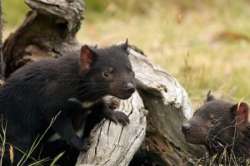 Тасманийские дьяволы - уникальные сумчатые животные. Фото: АМИ-ТАСС
