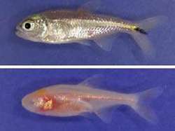 Слепые пещерные рыбы (внизу) чувствуют свет с помощью шишковидной железы, в отличие от своих зрячих родственников (вверху). Фото с сайта журнала Nature