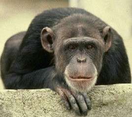 Шимпанзе. Фото: BIO Etica