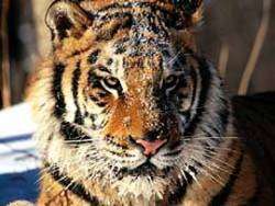 Тигра застрелили в целях самообороны. Фото: РИА Дейта.Ru