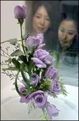 Японские генетики вырастили голубую розу. Фото с сайта www.physorg.com