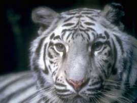 В чилийском зоопарке &quot;вывели в свет&quot; белых тигрят. Фото: АМИ-ТАСС