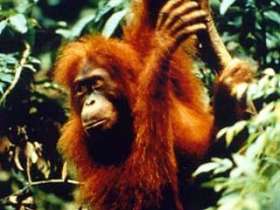 В сингапурском зоопарке умерла мировая знаменитость - 50-летняя орангутаниха по кличке А-Менг. Фото из архива NEWSru.com