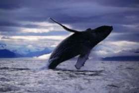 В этом году в Норвегии убьют более тысячи китов. Фото: АМИ-ТАСС