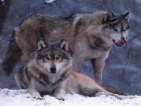 В Туве расплодившиеся волки угрожают жизни людей. Фото: АМИ-ТАСС