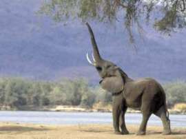 Африканские страны объединились для сохранения популяции слонов. Фото: АМИ-ТАСС