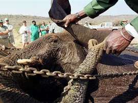 ЮАР разрешила отстрел слонов. Фото: AFP