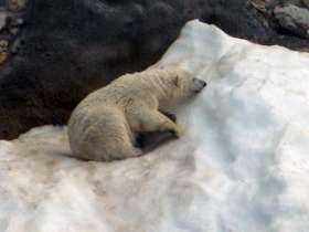 Посетители Московского зоопарка в марте смогут увидеть белых медвежат. Фото: NEWSru.com