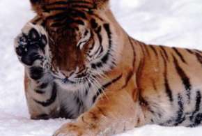 Популяция амурских тигров в Хабаровском крае остается стабильной. Фото: АМИ-ТАСС
