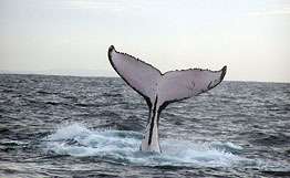 Нефть в меню сахалинских китов. Фото: РИА Новости