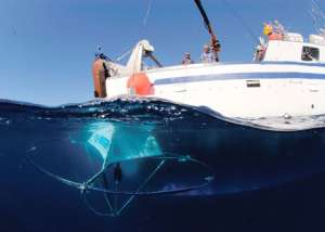 Ученые разработали систему предупреждения столкновения судов с китами. Фото: MEMBRANA