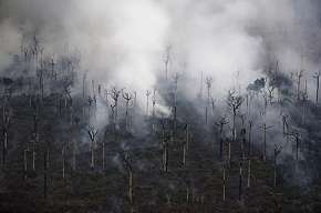 Несмотря на якобы защищенность законом, гигантские Бразильские ореховые деревья дымятся после сожжения. Фото: Greenpeace России