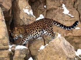 Минприроды России просит МИД помочь реализовать программу восстановления на Кавказе популяции леопарда. Фото: АМИ-ТАСС