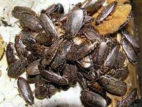 Мраморные тараканы. Фото с сайта antclub.org