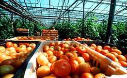 Генетики научились придавать помидорам желаемую форму. Фото: РИА Новости