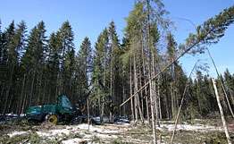 Вырубка леса. Архив РИА Новости