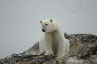В России белый медведь постоянно обитает на пространстве от Земли Франца Иосифа и Новой Земли до Чукотки. Фото: WWF России